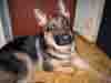 Тем ВРЕМЕНЕМ, когда мы были на избирательных участках, пес по имени Дагир спокойно возлежал у дверей одной из Алуштинских квартир. (Фотография любезно предоставлена А.LUCKin`ым - www.alushta.ru)